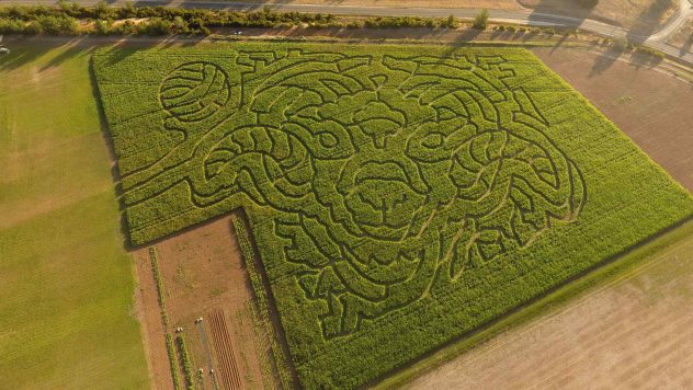 rupertswood-crop-maze Rupertswood Farm Crop Maze