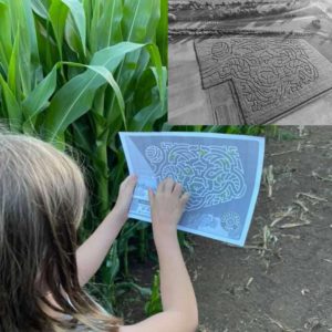 RUPERTSWOOD CROP MAZE 50 Rupertswood Crop Maze